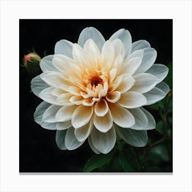 Dahlia 5 Canvas Print