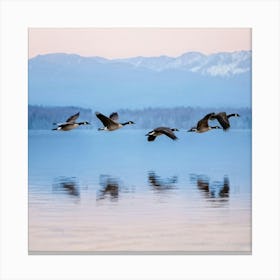 Canadian Geese In Flight Canvas Print