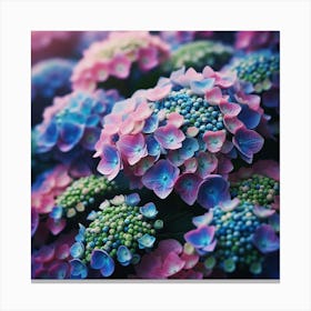 Hydrangeas Canvas Print