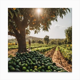 Ripe Mangoes In The Field Canvas Print