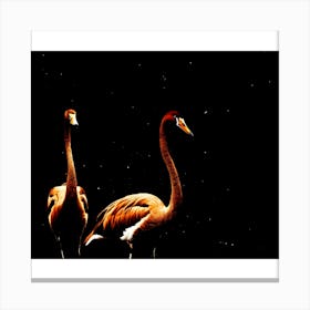 Flamingos Canvas Print