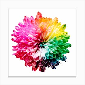 Rainbow Chrysanthemum Flower Canvas Print