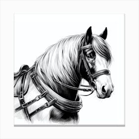 Horse Drawing 3 Canvas Print