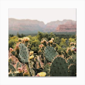 Sedona Cactus Flowers Canvas Print