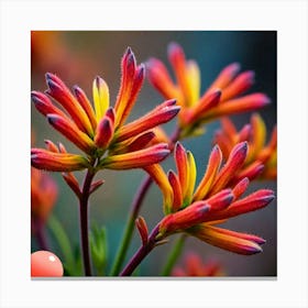 Kangaroo paw Canvas Print