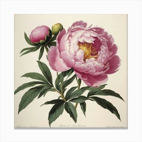 Pink Peony flower plants painting art print 1 Canvas Print