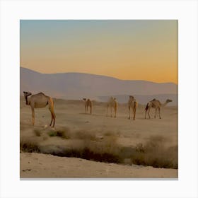 Camels in the desert Canvas Print