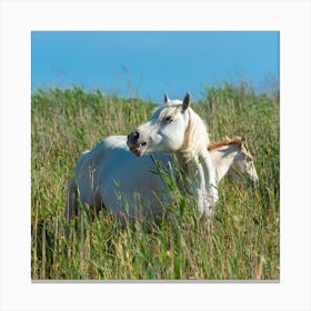 White Horse And Foal Canvas Print