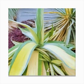 Cactus 5 Canvas Print