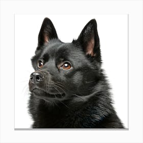 Schipperke Dog Portait Stampe su tela