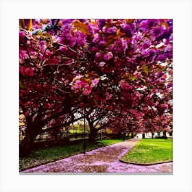 Cherry Blossoms In The Town Canvas Print