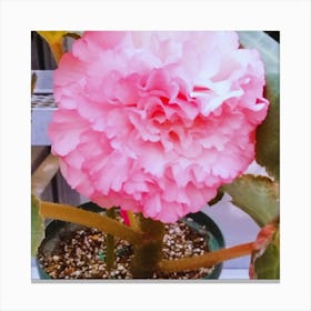 Begonia 19 Canvas Print