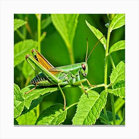 Grasshopper 33 Canvas Print