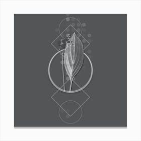 Vintage Bulltongue Arrowhead Botanical with Line Motif and Dot Pattern in Ghost Gray Canvas Print