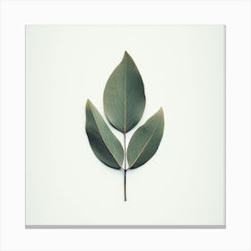 Eucalyptus Leaf Isolated On White Background Canvas Print