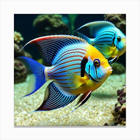 Angel Fishes Canvas Print
