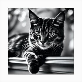 Black And White Cat 29 Canvas Print