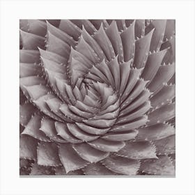 Spiral Plant Canvas Print