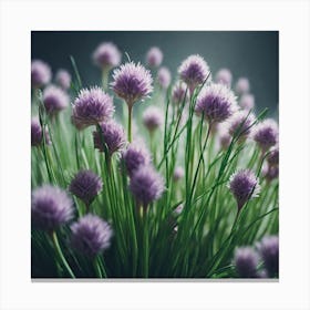 Chives 3 Canvas Print