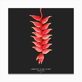 Lobster Claw Plant Square Canvas Print