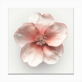 Pink Anemone Flower Canvas Print