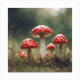 Group Of Red Mushrooms In A Grassy Field Canvas Print