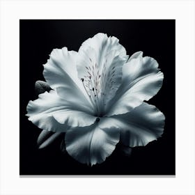 White Azalea Flower Canvas Print