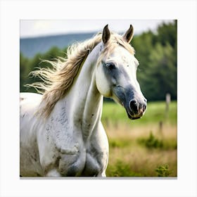 White Horse 2 Canvas Print