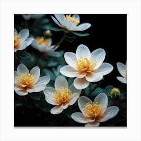 White Flowers On A Black Background Canvas Print