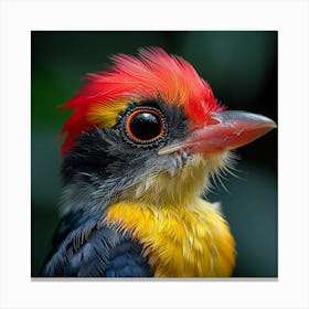 Bird, Bird Of Paradise, Bird Canvas Print