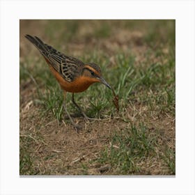 Rufous-Tailed Robin 2 Canvas Print