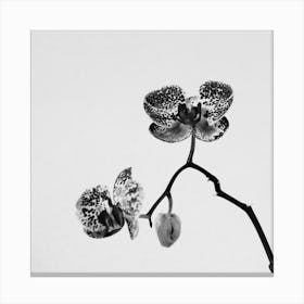 Simply A Orchid Square Canvas Print