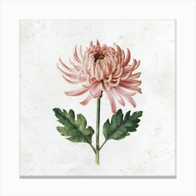 Pink Chrysanthemum Canvas Print