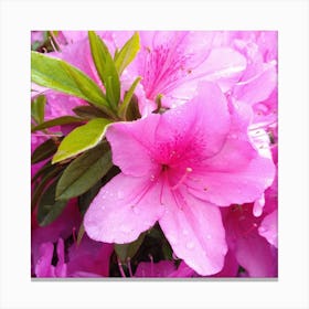 Azaleas 6 Canvas Print