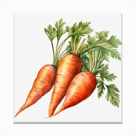 Carrots 1 Canvas Print