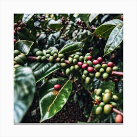 Coffee Beans On A Tree 31 Canvas Print