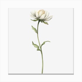 Chrysanthemum Canvas Print