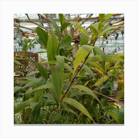 Tropical Plants In A Greenhouse Canvas Print