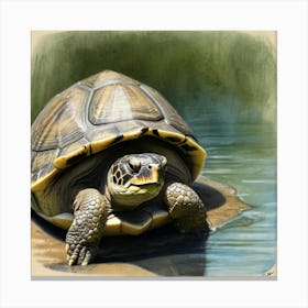 Tortoise 6 Canvas Print