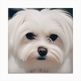 Maltese Dog Canvas Print