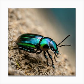 Beetle 25 Canvas Print