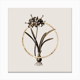 Gold Ring Guernsey Lily Glitter Botanical Illustration Canvas Print