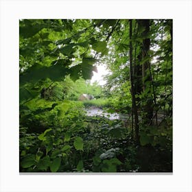 Stream In The Woods Canvas Print