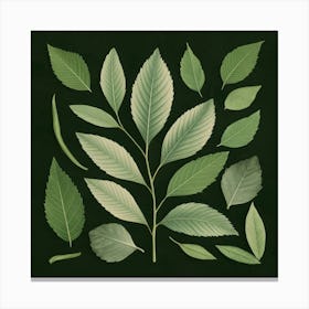 Leaves On A Black Background Canvas Print