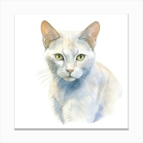 Burmilla Shorthair Cat Portrait 2 Canvas Print