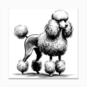 Poodle Dog Canvas Print