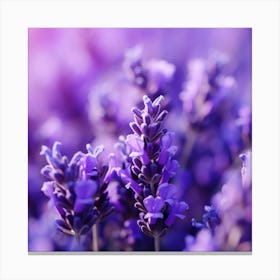 Lavender Flowers 16 Canvas Print