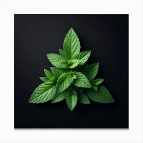 Green Mint Leaves On Black Background Canvas Print