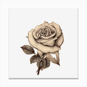 Rose On Black Background Canvas Print