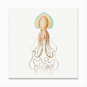 Vintage Squid, Ernst Haeckel Canvas Print